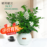植男植女九里香室内好养护桌面盆栽可开花卉绿植发货观叶耐旱源头直发
