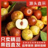 甜盟山东沾化冬枣【多地次日达 】脆甜冰糖枣大红枣新鲜现摘当季水果 15年老树超甜  单果12g左右净重 5斤