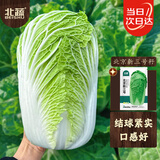 北蔬 北京新三号大白菜种子耐寒秋冬庭院田间蔬菜籽 北京新三号种子5g