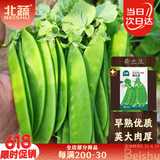 北蔬 荷兰豆种子苗大荚扁豆豌豆四季种植爬藤蔬菜种籽 荷兰豆种子50g