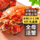 【活蟹】乾澄大闸蟹现货 全母2.0-2.3两 8只 鲜活六月黄螃蟹生鲜海鲜礼盒装源头直发