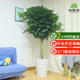 仙植缘【2小时同城配送】1.8米发财树蝴蝶兰盆栽天堂鸟开业乔迁大型绿植 |约1.7m|绿宝幸福树|白瓷盆随机