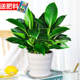 绿有意金钻盆栽植物水培绿植花卉多肉办公室内去吸除甲醛铂金钻绿公主 金钻25-30cm3棵(螺纹盆)+营养液 含盆