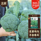 北蔬 西兰花种子种苗绿西蓝花椰菜青菜花蔬菜种籽 西兰花种子约500粒