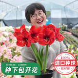 海蒂的花园进口朱顶红种球阿弗雷花卉植物盆栽年宵花卉源头直发 朱顶红种球