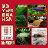 云峰海瑞清洁鱼活体热带鱼观赏鱼水族宠物工具鱼垃圾鱼老鼠鱼鱼缸除藻 鼠鱼全家福套餐A 共5条