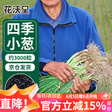 花沃里四季小香葱种子约3000粒/10g 蔬菜种子大全阳台盆栽庭院田间菜籽