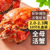 【活蟹】乾澄大闸蟹现货 全母蟹2.0-2.3两 10只 鲜活六月黄螃蟹生鲜海鲜礼盒装源头直发