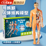 凌云鹤人体结构模型儿童玩具器官模型可拆卸骨骼模型骨架医学医用 半透明款-人体模型 【可视化，可拼装】