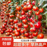 红圣女果种子小番茄小西红柿田园阳台盆栽四季种蔬菜番茄种子 红圣女果种子【3包约600粒】 原厂封装