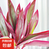 富贵竹大叶竹转运竹观音竹龙竹紫云竹水培四季好养招财富贵竹绿植 红叶大叶富贵竹60cm高10棵+营养液
