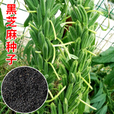 播种心情家庭种植蔬菜种子大全四季播种阳台盆栽农家庭院小菜园有机香菜菠 黑芝麻种子1包约20000粒