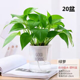 【绿萝盆栽带精致南瓜储水盆】吸甲醛净化空气水培绿植物花卉好养 【公司美观20盆】绿萝+早安吸水盆 整体含盆高度20-25cm