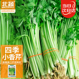北蔬 芹菜种子种苗阳台盆栽南方脆嫩农家菜种籽 卓脆四季小香芹种子5g
