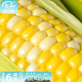 寿禾 超甜水果玉米种子大全紫糯黑甜糯可生食粘甜种孑秋季寿光蔬菜 金辉甜玉米种子30g（30gx2包）