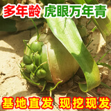 多年生虎眼万年青盆栽种球绿植海葱东北旱三奇长白山中草药可食用 虎眼万年青七年生2棵 裸根不带土不带叶发货