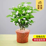 开时果 茉莉花盆栽浓香型 桌面绿植物阳台花卉树苗盆景摆件源头直发包邮 精品茉莉花3-6株【原土发货】