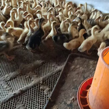 批发鸭苗鸭子活苗小鸭蛋鸭青头鸭绿头鸭大种麻鸭苗旱鸭脱温鸭 半斤左右蛋鸭  10只全母