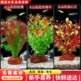 疯狂水草（FKSC）真水草鱼缸造景套餐净化水质懒人鱼缸水草植物直接入缸蜈蚣草 【火山石】红红火火组合3棵