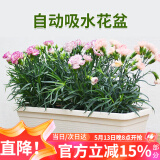 花沃里长方形花盆带托盘2个 阳台种菜盆种菜箱种子育苗盘种植箱米白大号