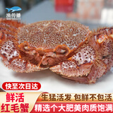 【活鲜】渔传播 俄罗斯鲜活红毛蟹1.6-1.8斤/只 大螃蟹海鲜 包鲜不包活 源头直发包邮