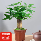 发财树盆栽大植物室内办公室桌面客厅小盆景招财树苗绿植花卉盆栽 中单杆发财树 5-8cm【原盆】 【送肥料】