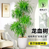 叹为观止大型植物发财树各种大颗盆栽开业乔迁客厅办公室内好养大型花卉 多头龙血树【1.5-1.7米】 含盆