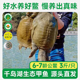 千岛湖【活鲜】千岛湖清水鳖甲鱼 6-7龄公鳖1500g 1只 源头直发 包邮