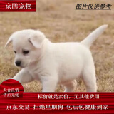 麦基乐 中华田园犬家养幼犬土狗小狗大黄狗纯黑小白狗体活体种狗 田园级 白色田园犬 公母备注