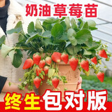 草莓苗四季奶油草莓苗种植盆栽阳台庭院地栽当年结果南方北方种植 奶油草莓 【特别推荐4盆装】