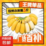钦州小米蕉 皮薄肉厚香蕉 软糯香甜水果 青皮发货 3斤
