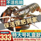 首鲜道【活鲜】波士顿龙虾鲜活波龙 大龙虾海鲜鲜活礼盒大虾年货礼盒 700-800g/只大龙虾*1只