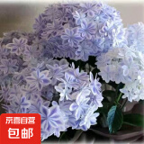 绣球花苗盆栽庭院花卉大花绣球八仙花盆栽无尽夏绣球室内庭院花卉 6万花镜【3-4个分枝】+肥料