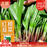 北蔬 紫根韭菜籽种子苗宽叶红根蔬菜种籽 紫根韭菜种子10g约1800粒