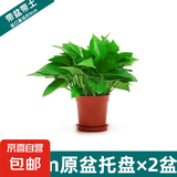 绿萝盆栽室内客厅绿植花卉 家用净化空气绿箩植物吸除甲醛吊兰 高20CM【原盆+托盘】2盆+2肥