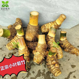 竹子盆景小叶勒竹金丝佛肚竹内门竹文竹禅意竹子茶室摆件小叶簕竹 小桩福利10厘米以内根盘桩型随机