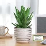 花翁盆栽室内花卉绿植仙人掌多肉植物大号芦荟（黑线陶瓷盆）源头直发