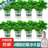 绿萝盆栽室内客厅绿植花卉 家用净化空气绿箩植物吸除甲醛吊兰 高20CM【加仑吸水】8盆+喷壶+5肥