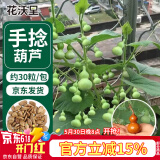 花沃里手捻葫芦种子30粒 花卉种子草籽家庭盆栽阳台办公庭院花坛种植