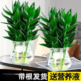 绿有意观音竹富贵竹水培植物带根花卉绿植绿萝室内盆栽转运竹子水养好养 2盆】观音竹3棵冬瓜玻璃瓶+液