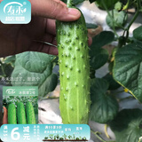 寿禾 旱黄瓜种子强雌籽种各种水果青瓜夏秋四季蔬菜寿光种籽  潍丰冰翡翠2号旱黄瓜种子 60粒
