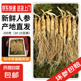 新鲜人参  长白山现挖 东北带土鲜参 人叁煲汤泡水泡酒料 鲜人参250g（10-15根）