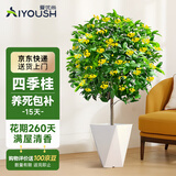 爱优尚四季桂花盆栽室内开花室外阳台庭院好养浓香花卉月桂树苗源头直发