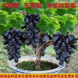 蓝宝石葡萄树苗盆栽矮化不爬藤南北方易种植当年结果室内外包成活 111cm(含)-140cm(含) 活动结果苗【限购一颗】2年苗【1