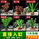 疯狂水草（FKSC）真水草鱼缸造景套餐净化水质懒人鱼缸水草植物直接入缸蜈蚣草 【火山石】新手造景适合20-30缸