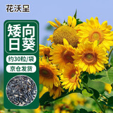 花沃里盆栽矮向日葵种子 葵花卉种子家庭盆栽向日葵阳台校园花坛约30粒