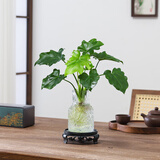 八芽文竹盆栽懒人水培植物客厅室内桌面好养四季好养发财树绿植吸甲醛 春羽-波浪瓶-密胺托盘 含盆