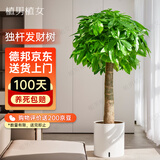 植男植女大型植物发财树各种盆栽开业乔迁客厅办公室内好养花卉源头直发