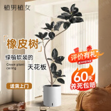 植男植女橡皮树大型盆栽绿植造型室内办公室客厅大盆栽黑金刚源头直发