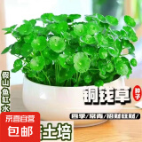 【当季新种】铜钱草金钱草水养种籽水培土培花种子大号四季庭院 铜钱草种子/包约100粒 3包